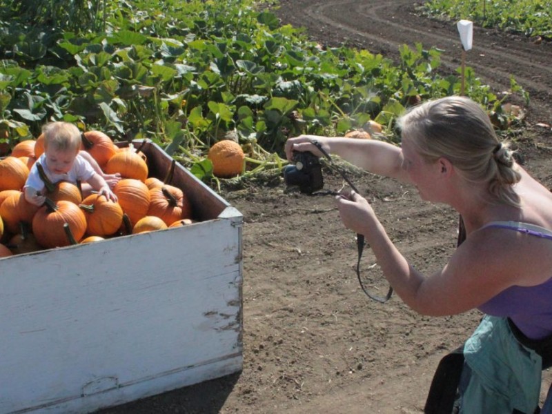 World's Largest Corn Maze Opens for the Masses Dixon, CA Patch
