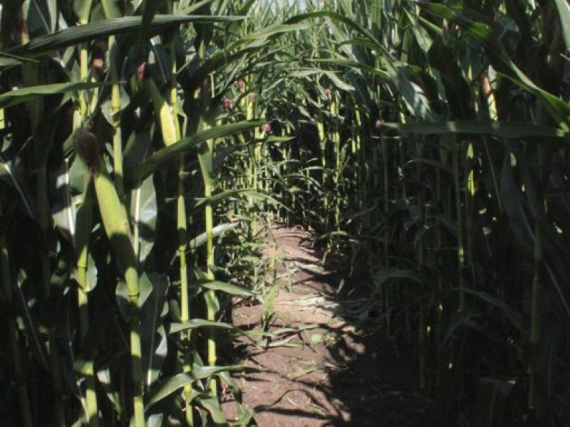 World's Largest Corn Maze Opens for the Masses Dixon, CA Patch
