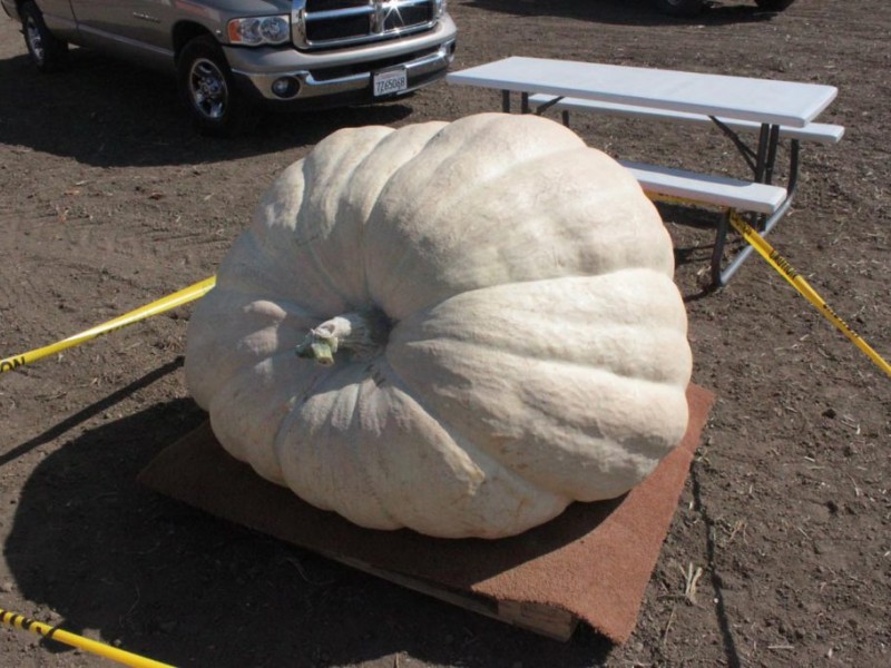 World's Largest Corn Maze Opens for the Masses Dixon, CA Patch