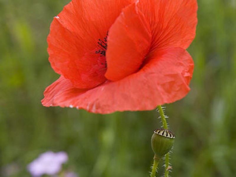 the-story-of-the-red-poppy-and-memorial-day-lawrenceville-ga-patch