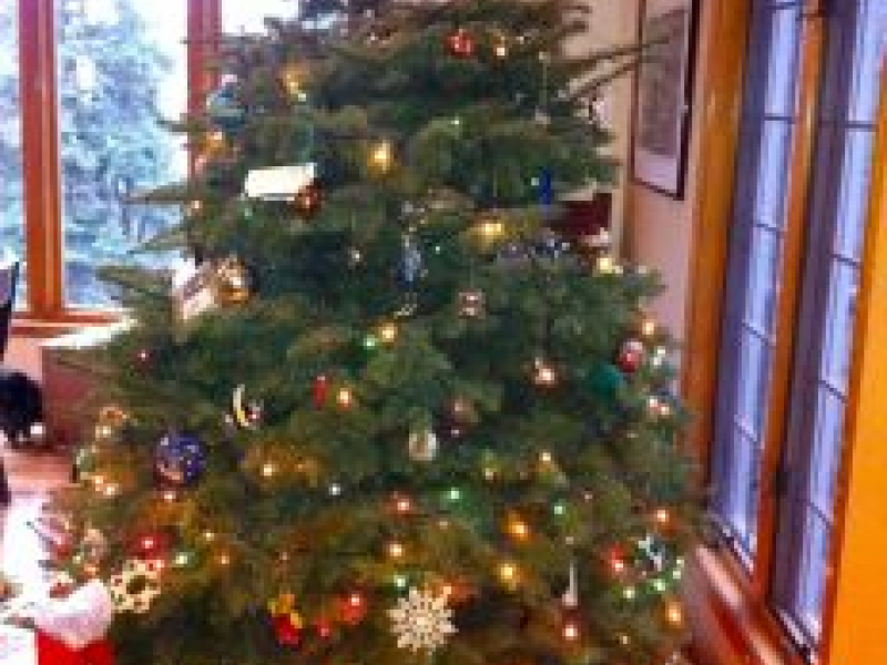 George C Marshall Boosters Christmas Tree Sale Starts Nov 30 George C Marshall Boosters Christmas Tree Sale Starts Nov 30
