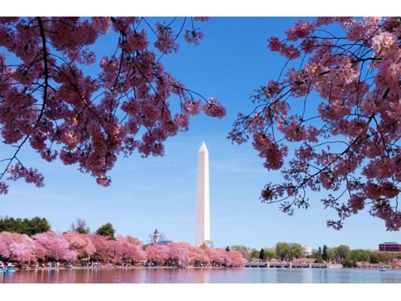 Can't Make It to DC to See the Blooms? Check 'Em Out on 'Cherry Blossom