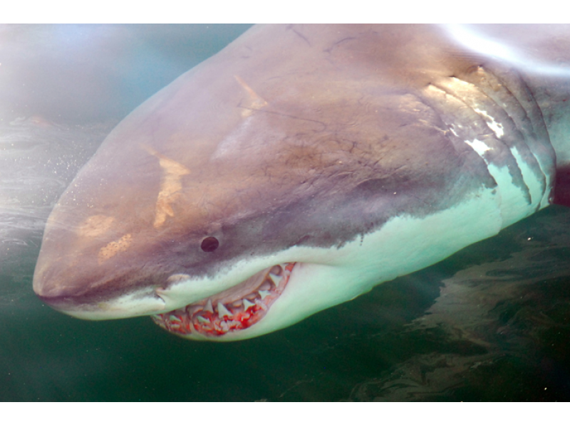 She's Baaack! 16Foot Great White Shark Mary Lee Returns to Virginia