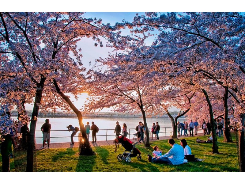 DC Cherry Blossom Festival 2016 Tips for Seeing the Blossoms Vienna