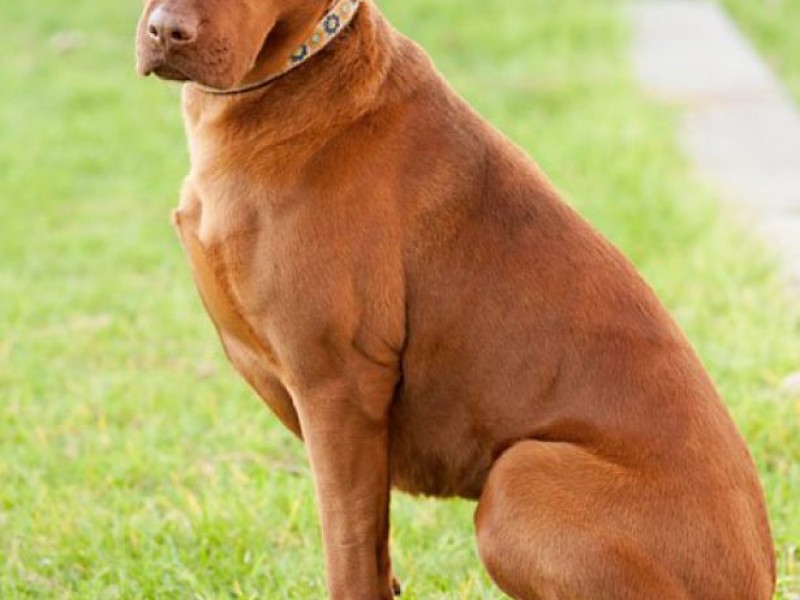 Rescue Pet of the Week Sepia, the Labrador Retriever, Vizsla Mix