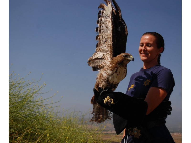 Temecula Rescuer Heals, Releases Hawk | Temecula, CA Patch