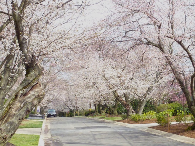 Cherry Blossoms Bloom in Kenwood | Bethesda, MD Patch