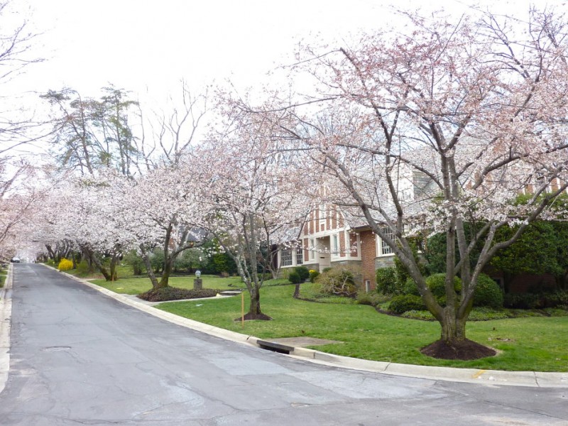 Cherry Blossoms Bloom in Kenwood Bethesda, MD Patch