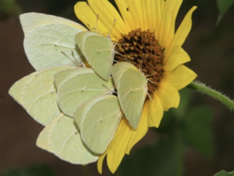 A Guide to Butterflies Lilburn, GA Patch