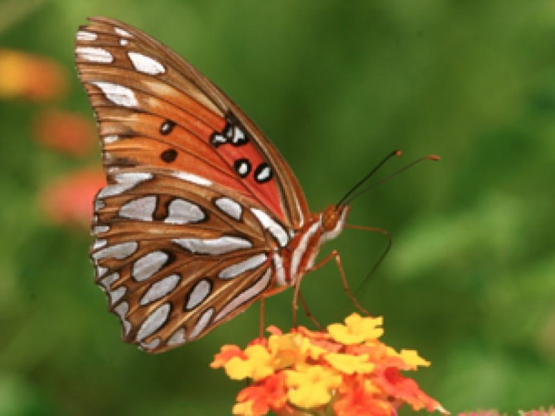 A Guide to Butterflies Lilburn, GA Patch