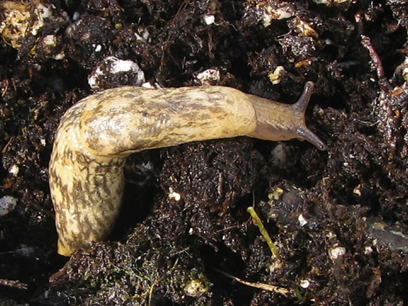 Salt Shakes Out the Differences Between Garden Slugs & Sea Slugs