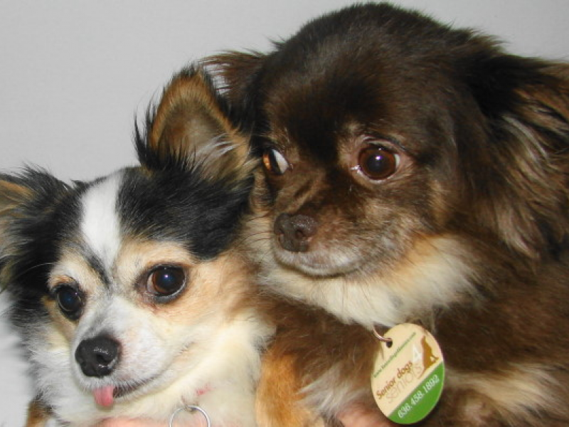 Bonded pair of chihuahuas need a home together Kirkwood, MO Patch