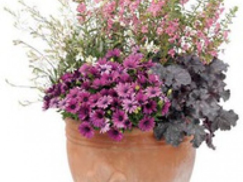 Frost Tolerant Annuals for Spring Planting Crystal Lake, IL Patch