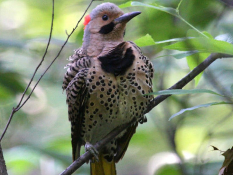 Woodpeckers Easy to See in Winter | Greater Alexandria, VA Patch