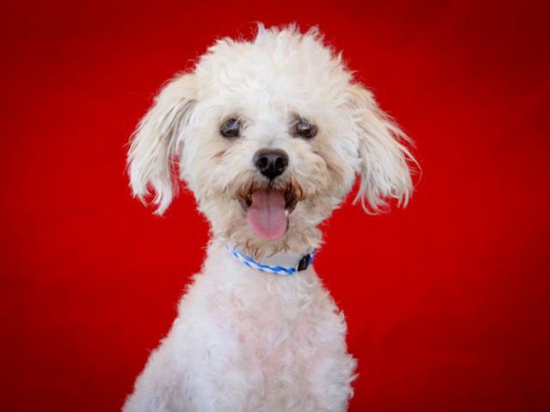 Baldwin Park Animal Shelter Will Also Serve Azusa Baldwin Park, CA Patch