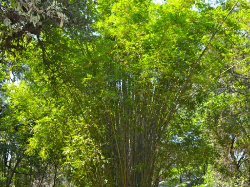 Bamboo Gardens Still Thriving After 20 Years Palm Harbor, FL Patch