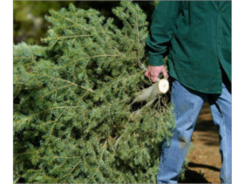 Christmas Tree Pick-Up Schedule Announced by Waste Management | Murrieta, CA Patch