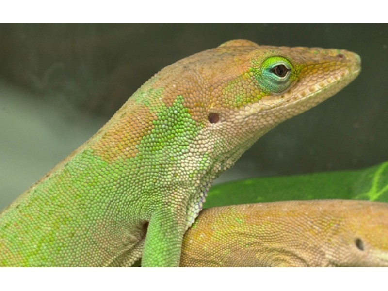 Green Anole Lizard Discovered In Students Greens Becomes Princeton