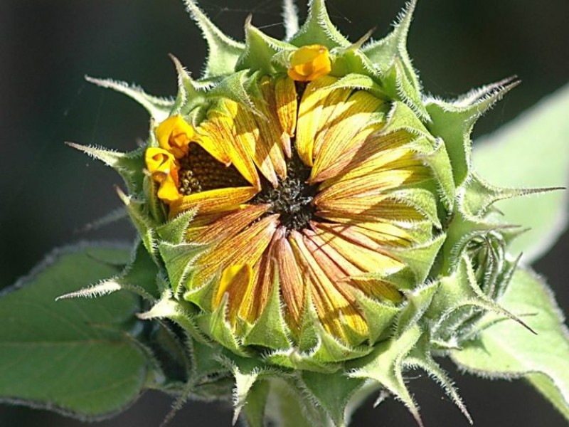 Sunflower Beauty or Mathematical Equation? Novato, CA Patch
