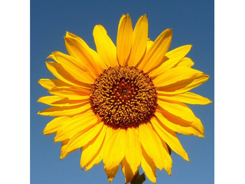 Sunflower Beauty or Mathematical Equation? Novato, CA Patch