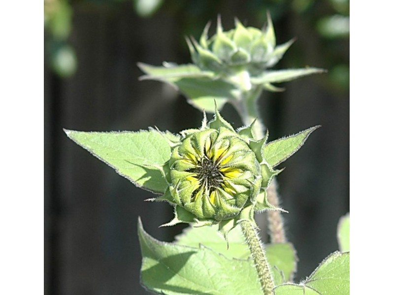 Sunflower Beauty or Mathematical Equation? Novato, CA Patch