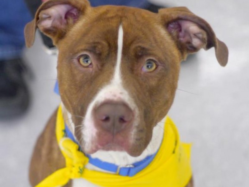 Mutt Love Dog Rescue (MUTTS!) Adoption Event Fairfax City, VA Patch