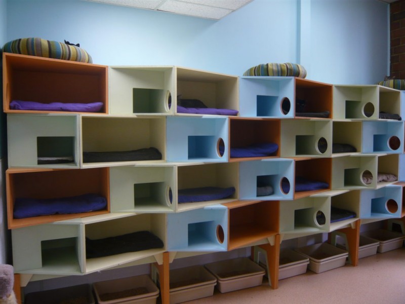 Cat Shelter Gets Cat-O-Miniums | Norcross, GA Patch