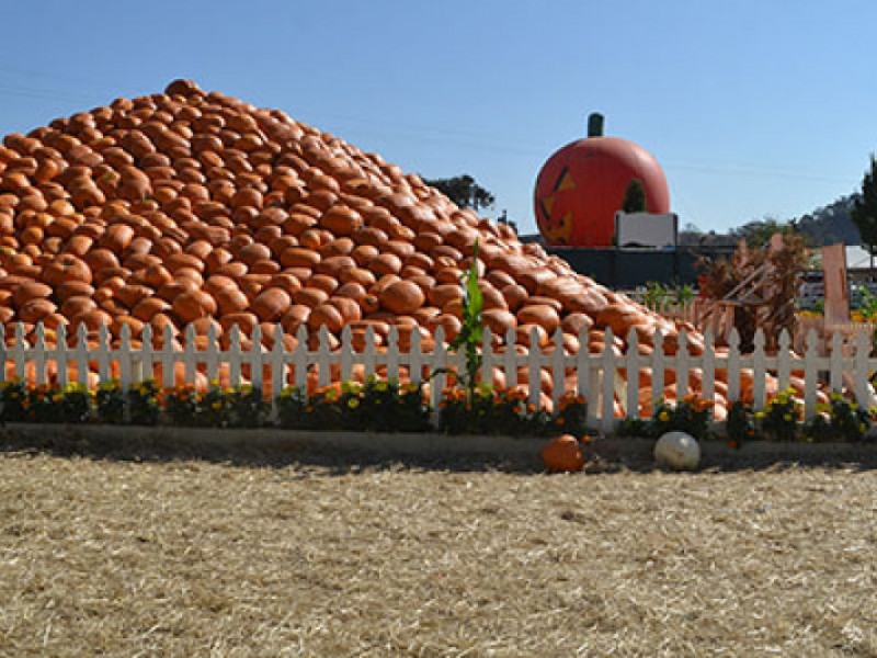 Giant Pumpkins Take Over Uesugi Farms Gilroy, CA Patch