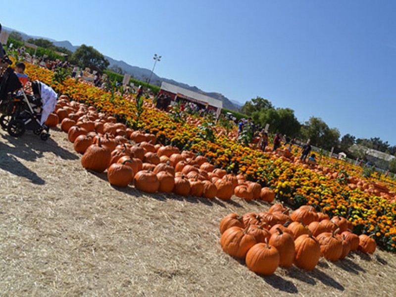 Giant Pumpkins Take Over Uesugi Farms Gilroy, CA Patch