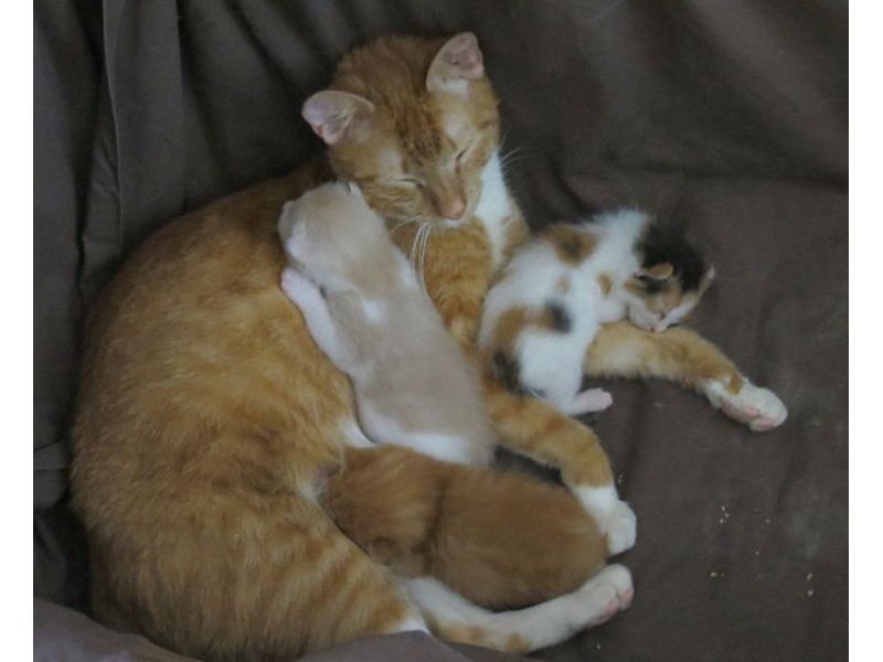 Fizz and Sazerac: Brother kittens for adoption, one cream ...
