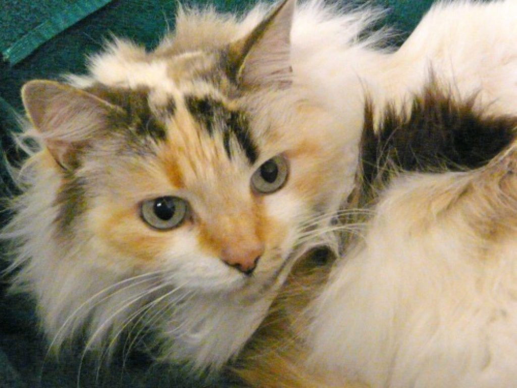 Lola Is Looking For Love Brighton Mi Patch