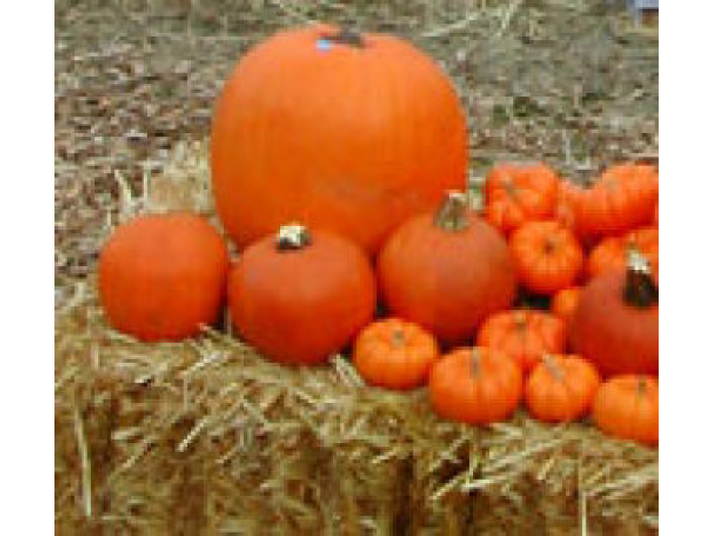 Pumpkin Patch Opens Today In Temecula Temecula, CA Patch