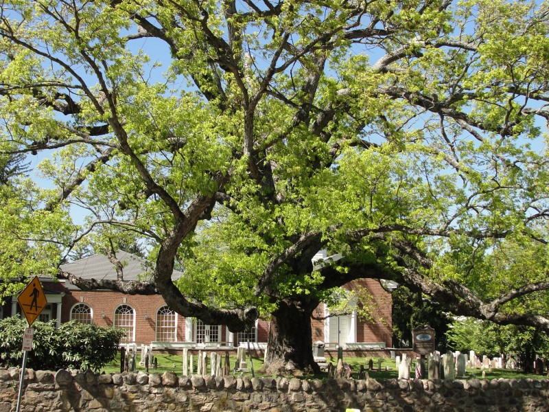 7 cherry tree ridge nj a lesson about basking ridge s oldest inhabitant the oak basking ridge nj patch 7 cherry tree ridge nj a lesson about basking ridge s oldest inhabitant the oak basking ridge nj patch