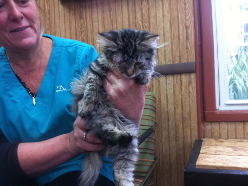 Englishtown Vet Offers Affordable Pet Care at Animals R Family Wellness