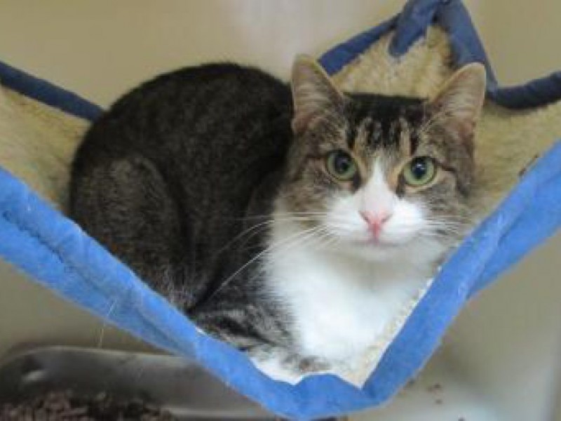 Cats to Adopt at Ozaukee Humane Society Port Washington, WI Patch